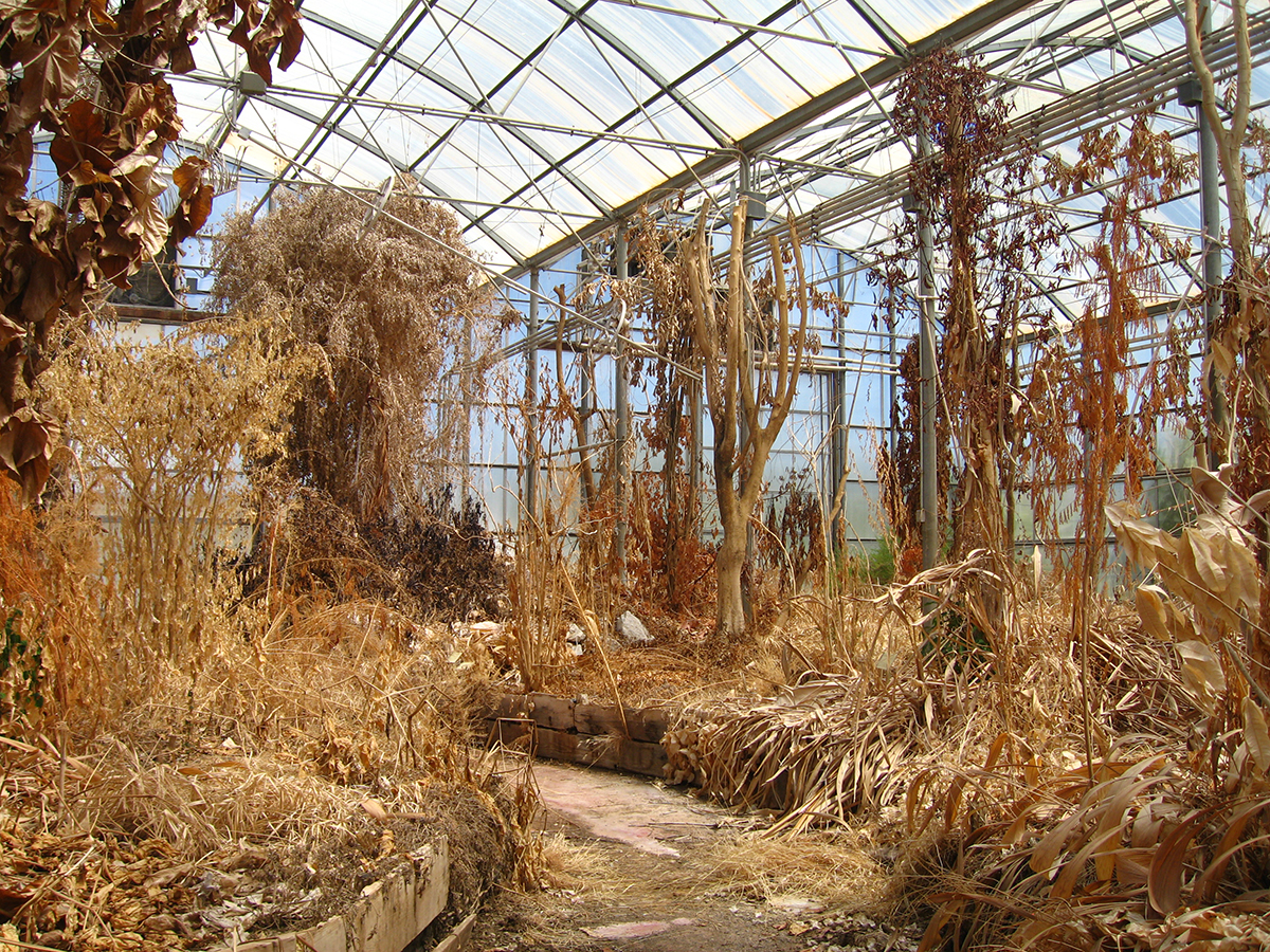 Вымершие растения Биосферы. Фото: Courtesy of Janette Kim, на правах добросовестного использования